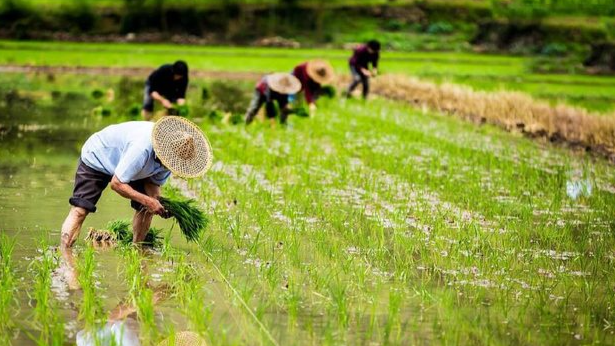 农安：全国农产品追溯迈向“一张网” 部省平台数据标准化加速落地